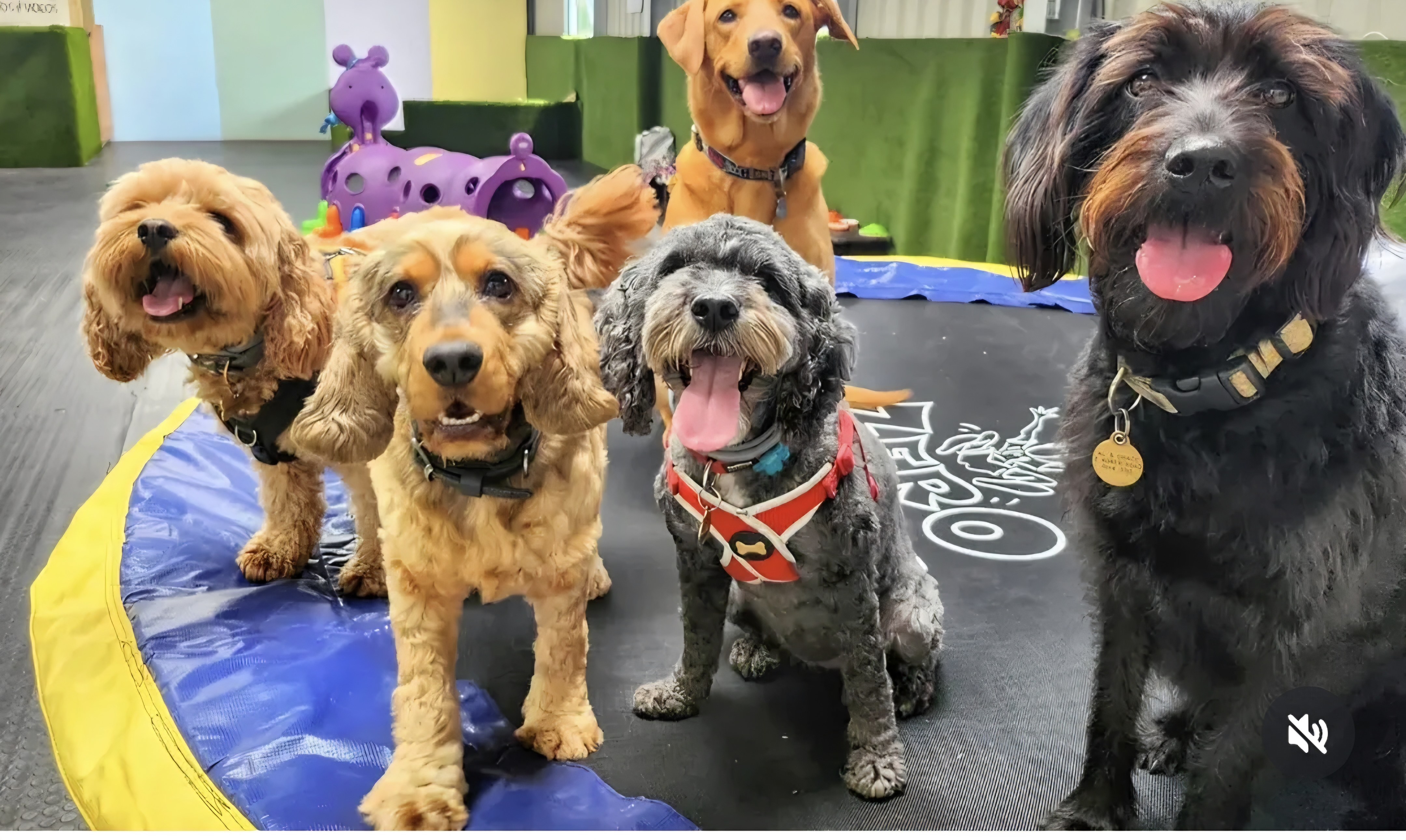Happy dogs playing on bounce pad at K9-iQ