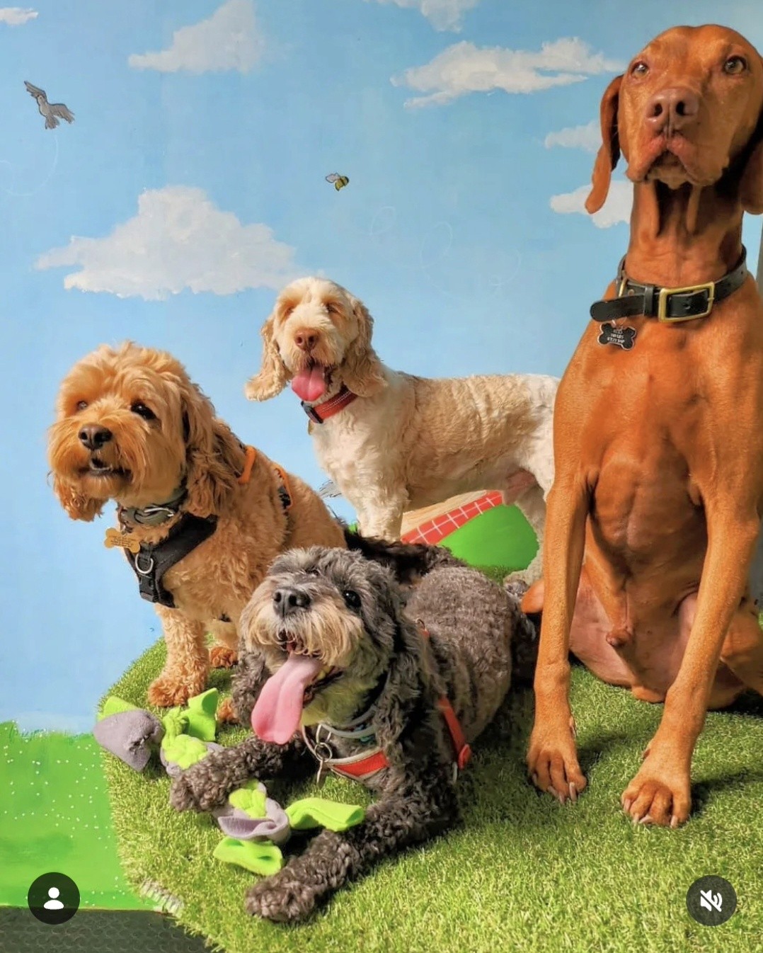 Dogs in front of the K9-iQ countryside mural