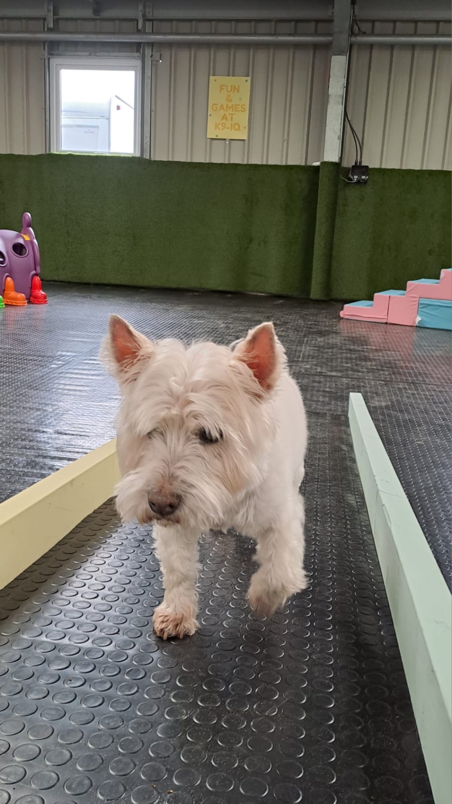 Dogs at K9-iQ