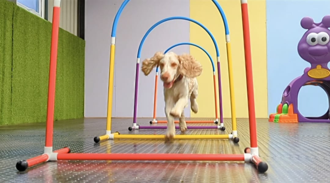 Dogs at K9-iQ