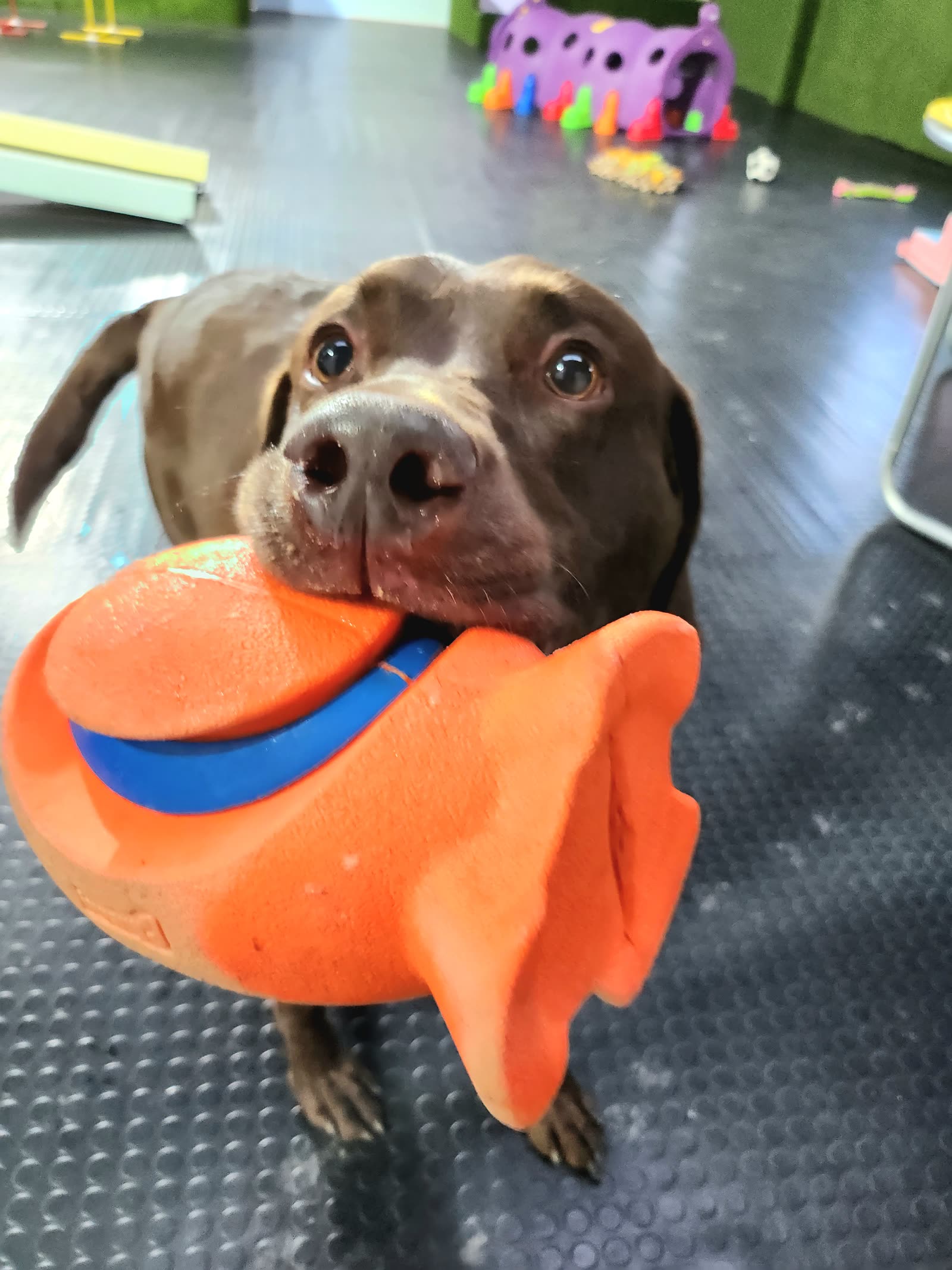 Dogs at K9-iQ