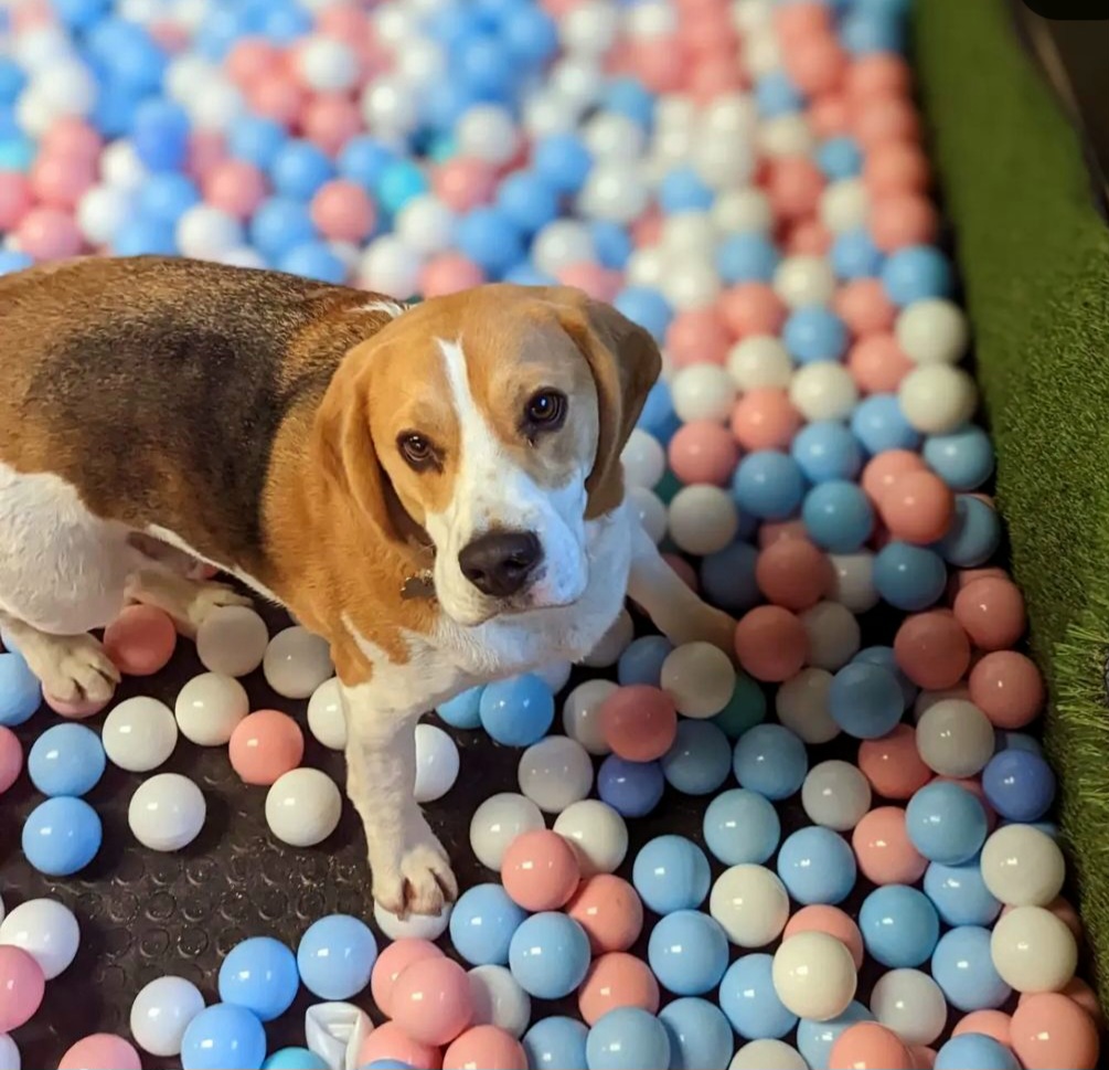 Dogs at K9-iQ