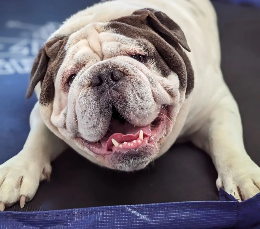 Dogs at K9-iQ