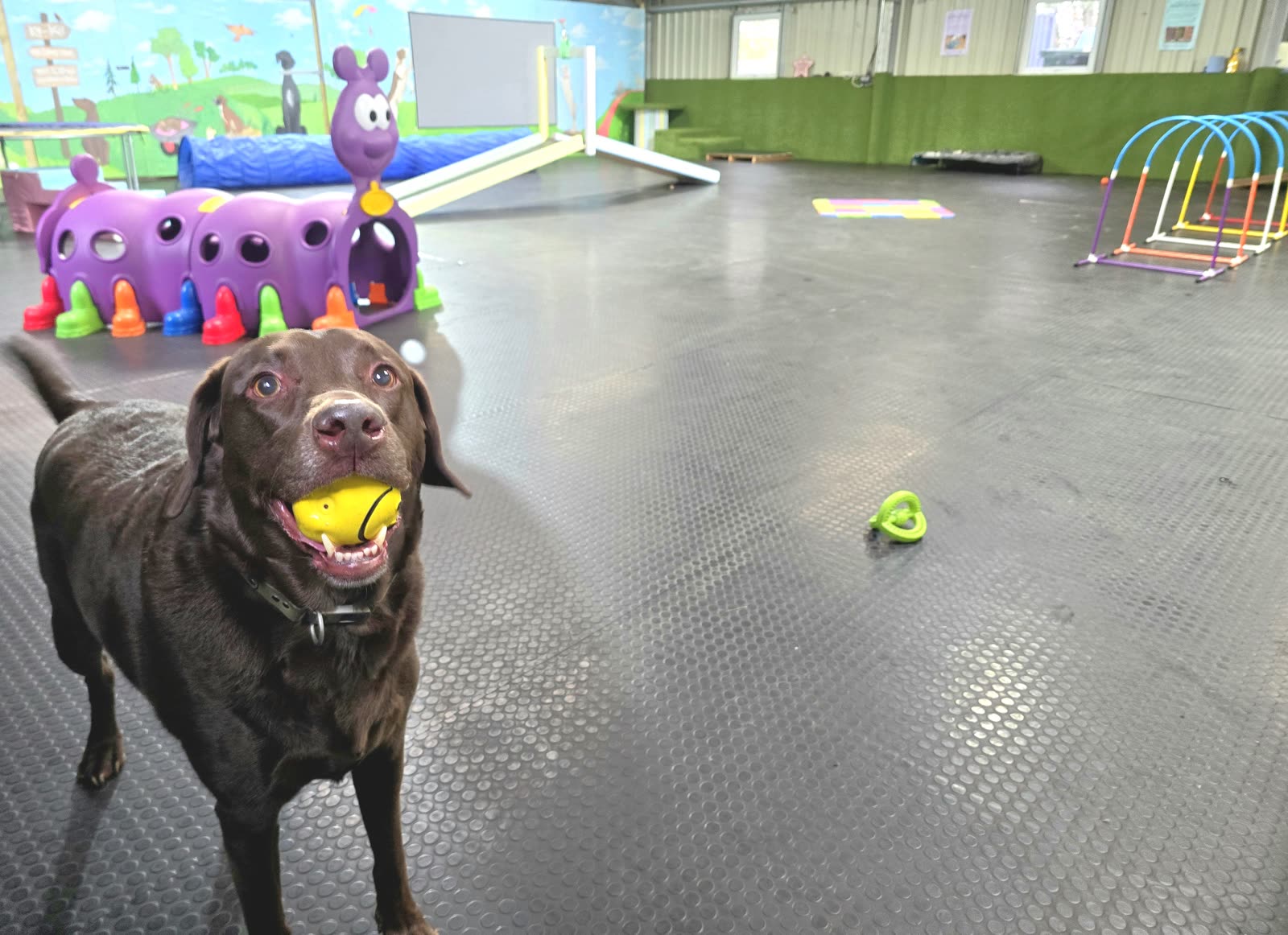 K9-iQ arena interior