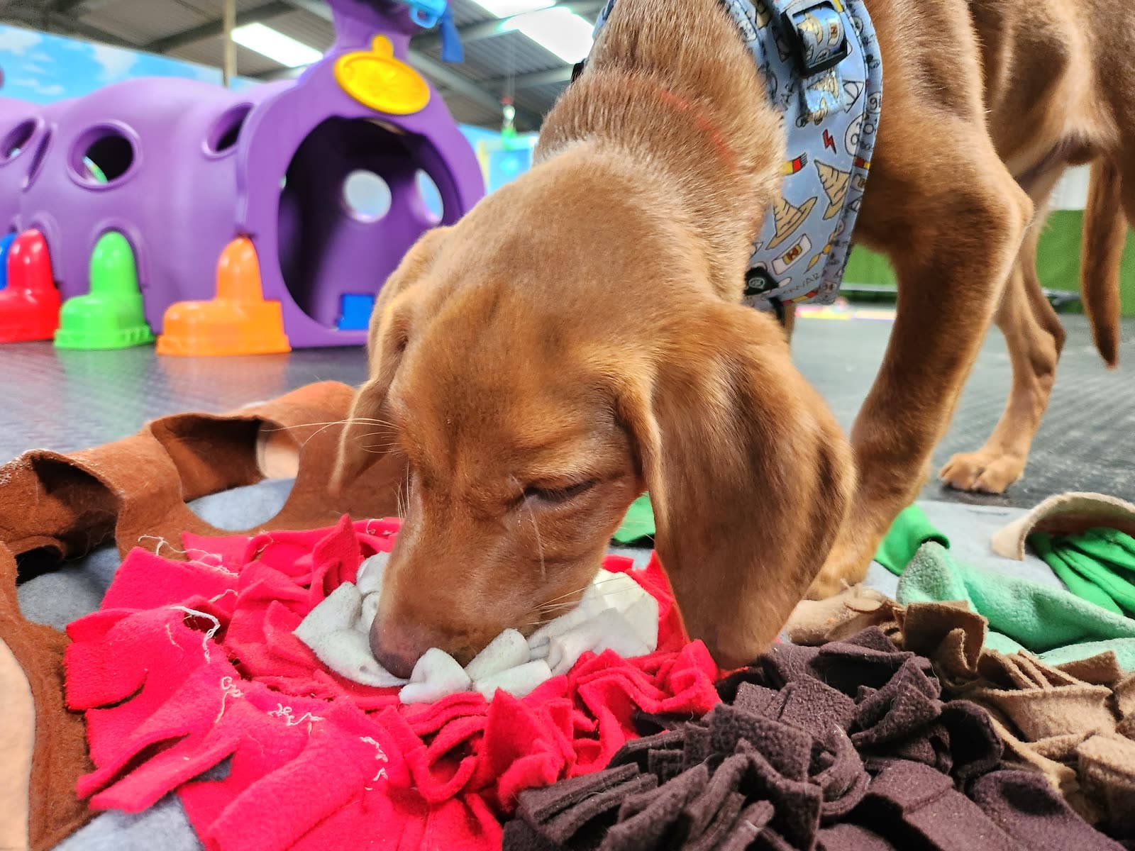 Puppy at K9-iQ