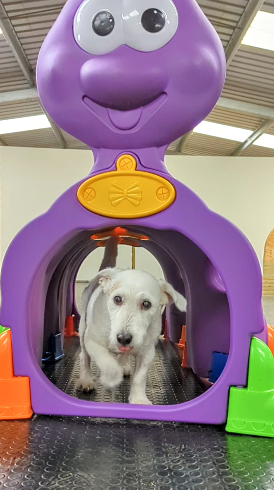 Dogs at K9-iQ