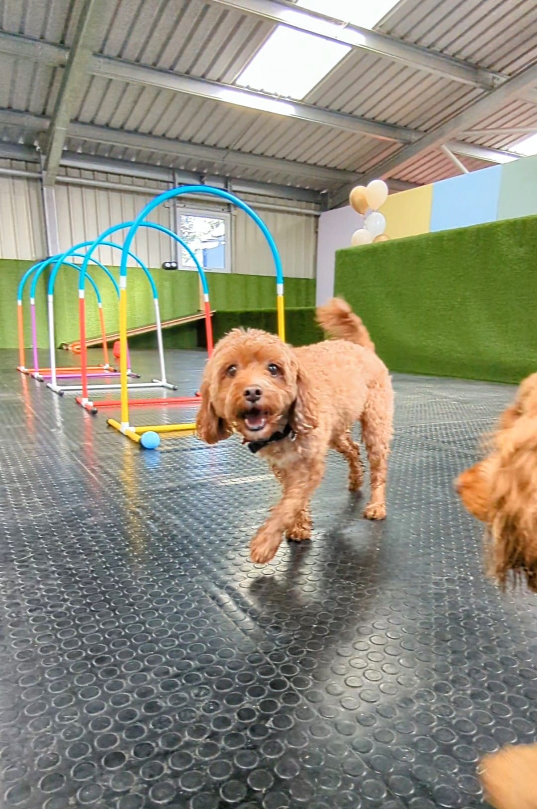 Dogs at K9-iQ