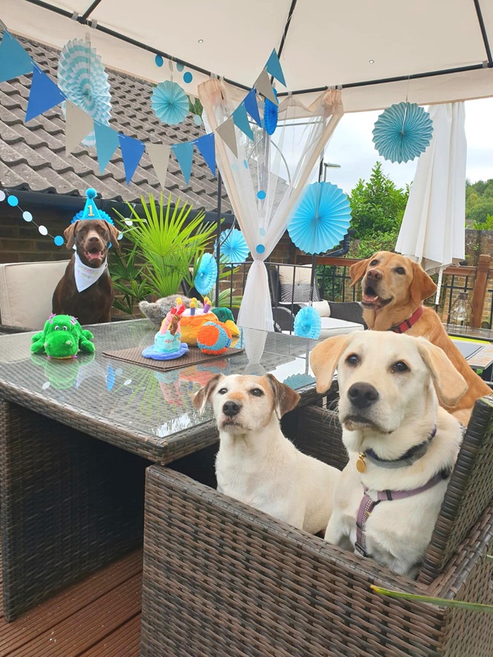Dog birthday party at K9-iQ